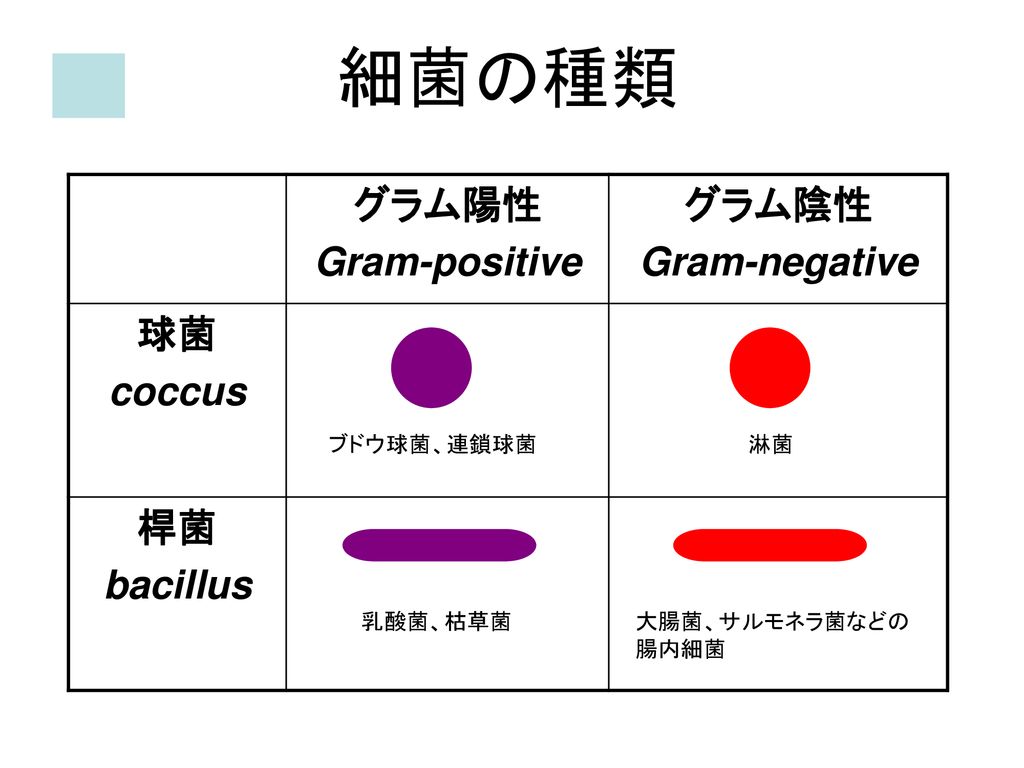 細菌の種類 グラム陽性 Gram-positive グラム陰性 Gram-negative 球菌 coccus 桿菌 bacillus
