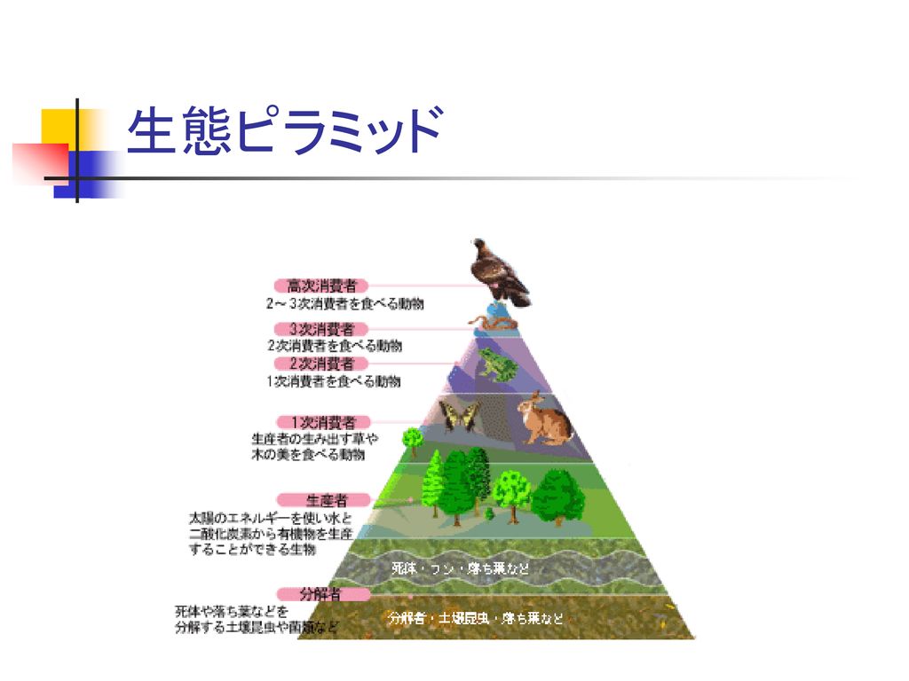 食物 連鎖 ピラミッド