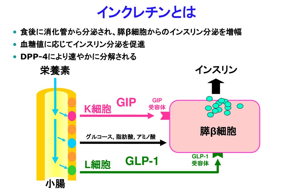 東京大学大学院医学系研究科 糖尿病 代謝内科 Ppt Download