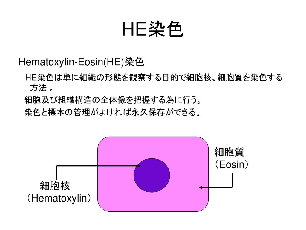 HE染色 Hematoxylin-Eosin(HE)染色 HE染色は単に組織の形態を観察する目的で細胞核、細胞質を染色する方法 。 細胞質