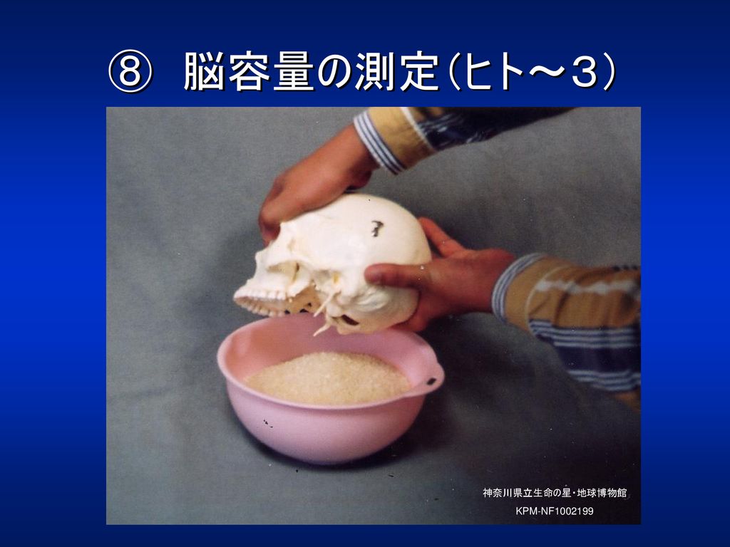 ⑧ 脳容量の測定（ヒト～３） 神奈川県立生命の星・地球博物館 KPM-NF 次に、頭蓋に詰めた米粒を、別の容器に移します。