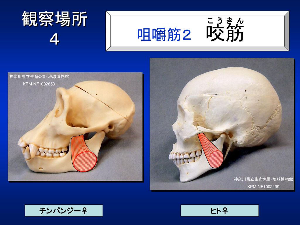 観察場所 ４ 咀嚼筋２ 咬筋 こうきん チンパンジー♀ ヒト♀ 咬筋を示します。 神奈川県立生命の星・地球博物館 KPM-NF