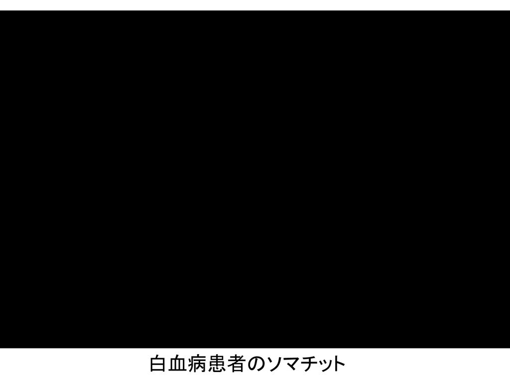 マルンガイ 学術名 モリンガ オレイフェラ 日本名 西洋ワサビの木 Ppt Download