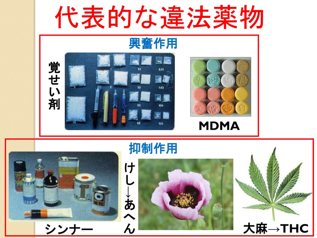 代表的な違法薬物 興奮作用 覚せい剤 MDMA 抑制作用 けし→あへん 大麻 大麻→THC シンナー