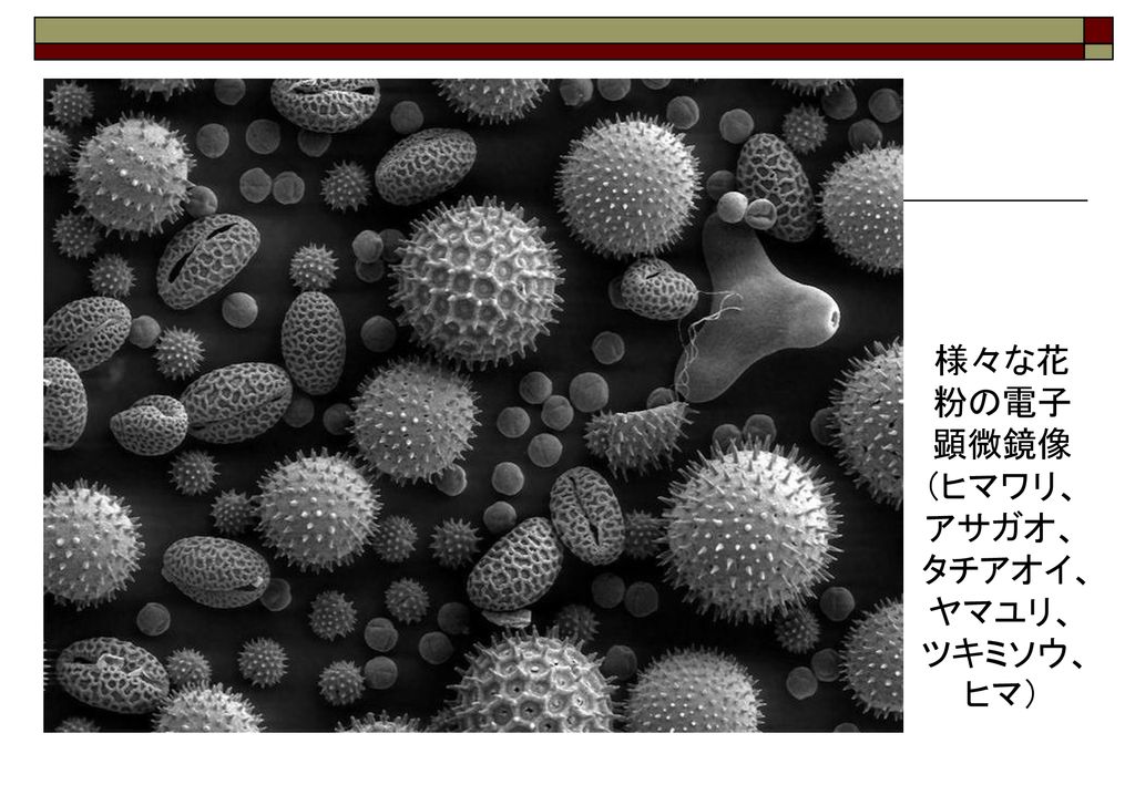 07年1月12日 自然を学ぶ基礎講座 第1回 植物の基礎知識 分類 見分け方 葉 花に着目して 水環境地域ネットワーク 岡谷政宏 Ppt Download