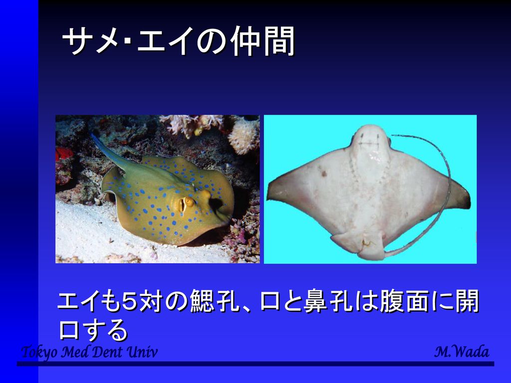 多様性の生物学 第６回 多様な生物６ 和田 勝 東京医科歯科大学教養部 Ppt Download
