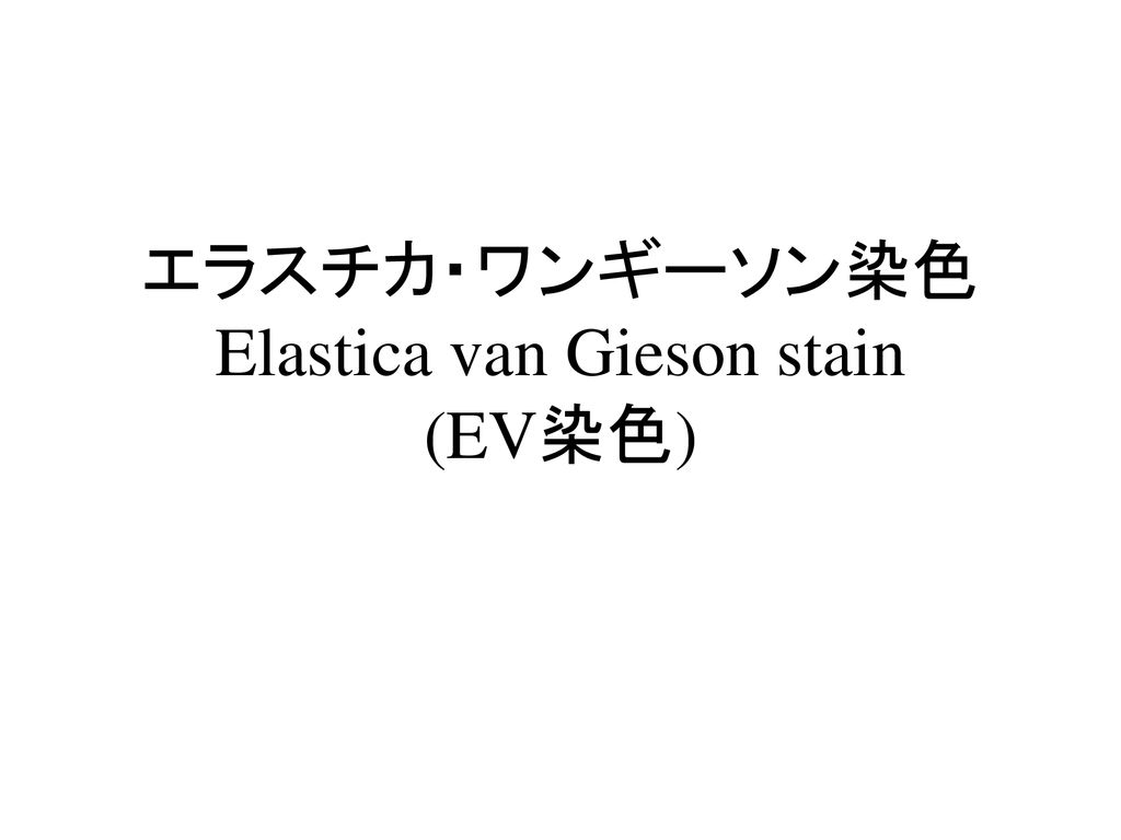 エラスチカ・ワンギーソン染色 Elastica van Gieson stain (EV染色)