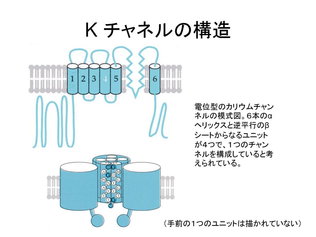 K チャネルの構造 電位型のカリウムチャンネルの模式図。６本のαヘリックスと逆平行のβシートからなるユニットが４つで、１つのチャンネルを構成していると考えられている。 （手前の１つのユニットは描かれていない）