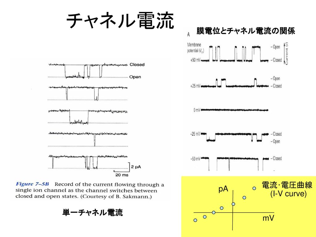 チャネル電流 膜電位とチャネル電流の関係 電流･電圧曲線 pA (I-V curve) 単一チャネル電流 mV