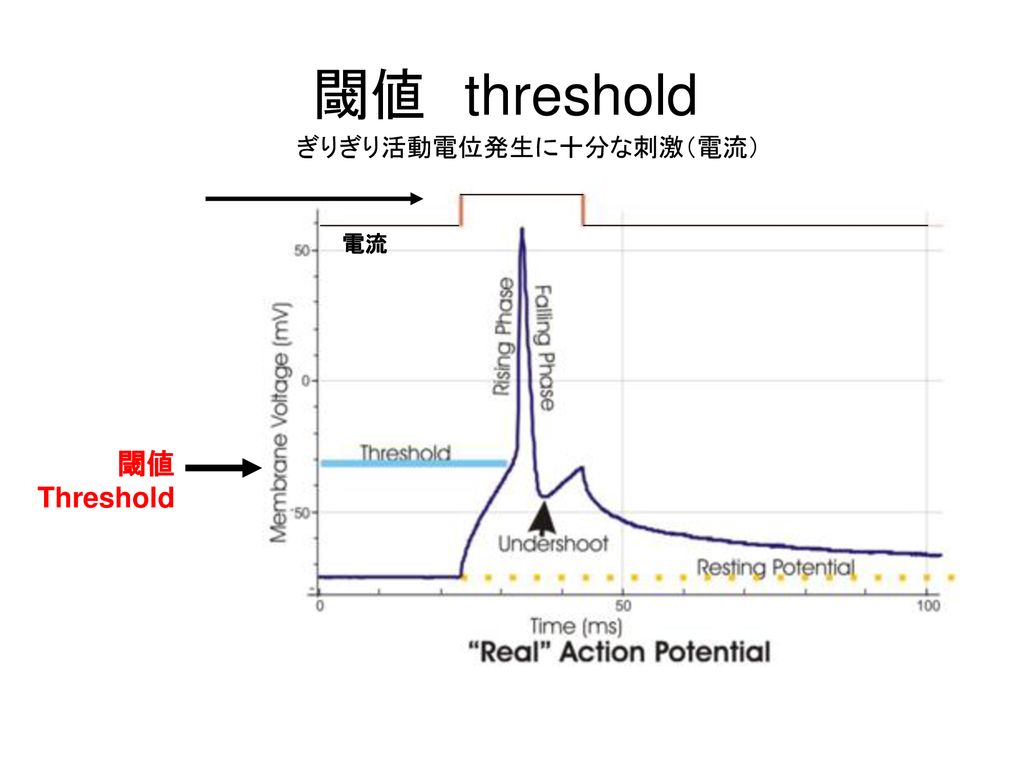 閾値 threshold 閾値 threshold ぎりぎり活動電位発生に十分な刺激（電流） 電流 閾値 Threshold