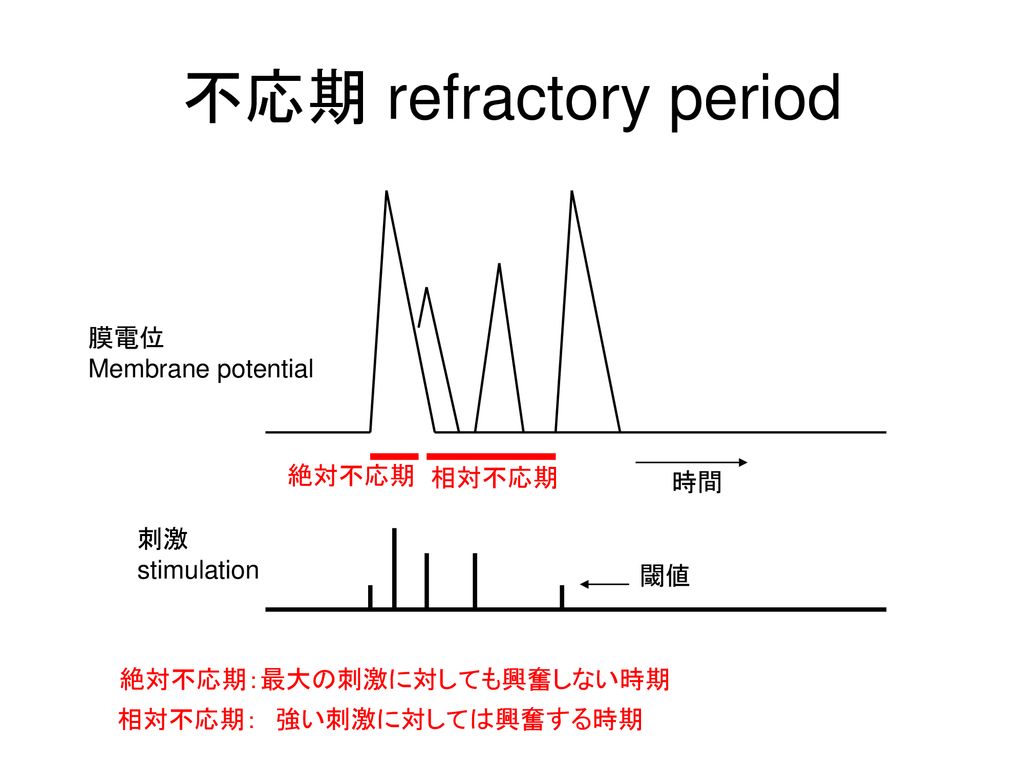 不応期 refractory period 膜電位 Membrane potential 絶対不応期 相対不応期 時間 刺激