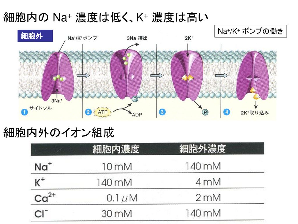 細胞内の Na+ 濃度は低く、K+ 濃度は高い