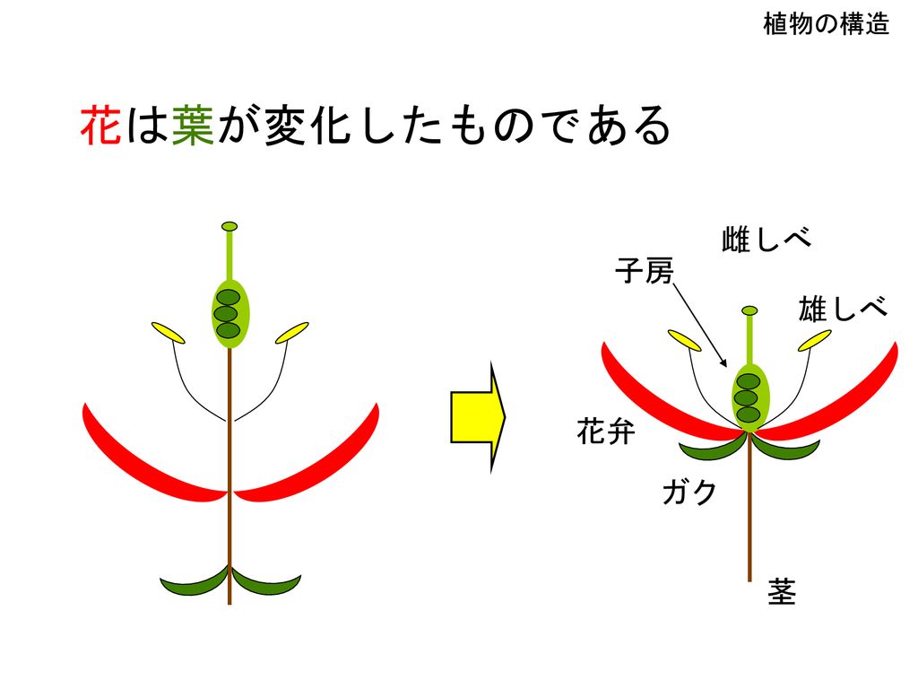 本日のメニュー 植物の構造 サフランの植え付け 植物の名前 先週植えた培養物の観察 次回予告 Ppt Download
