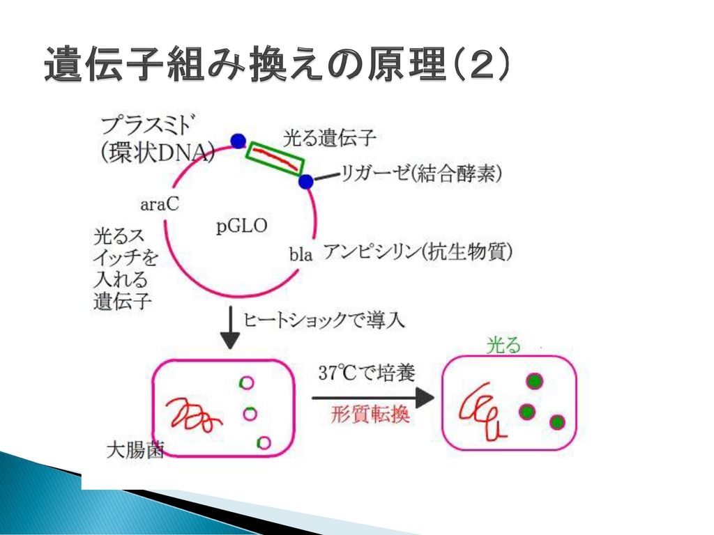 形質転換 実施 11年12月 Ppt Download