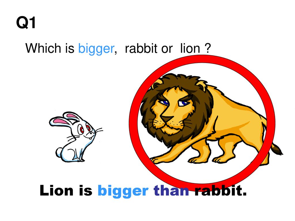 Q1 Which is bigger, rabbit or lion Lion is bigger than rabbit.
