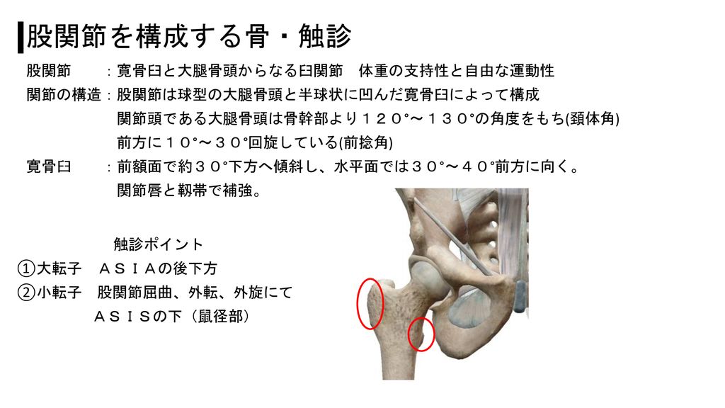 股関節を構成する骨・触診 股関節 ：寛骨臼と大腿骨頭からなる臼関節 体重の支持性と自由な運動性