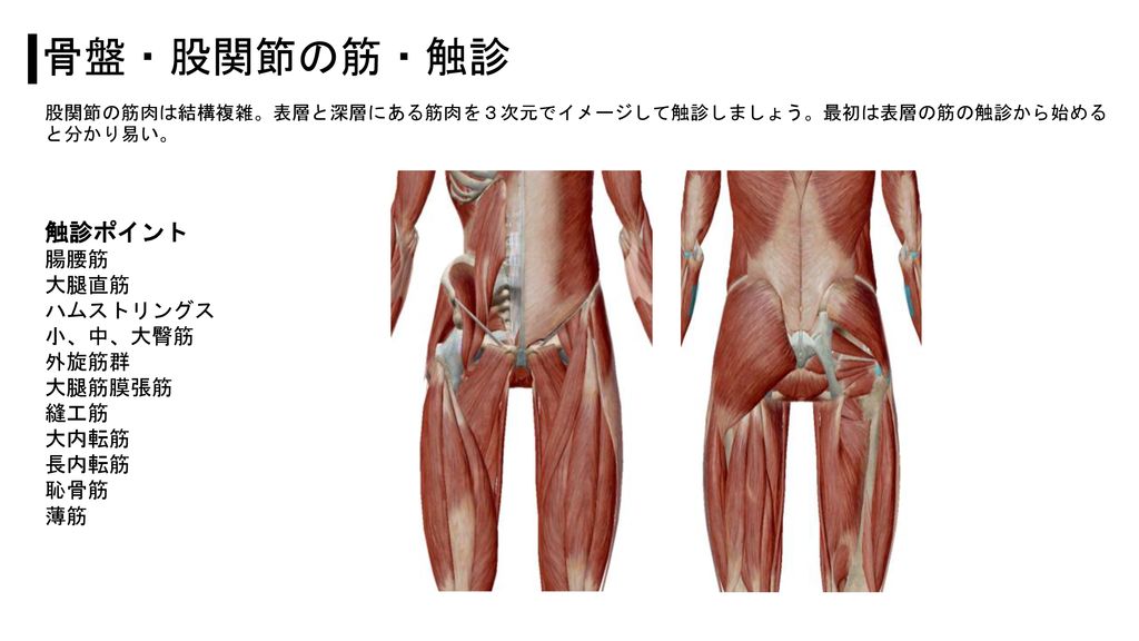 骨盤・股関節の筋・触診 触診ポイント 腸腰筋 大腿直筋 ハムストリングス 小、中、大臀筋 外旋筋群 大腿筋膜張筋 縫工筋 大内転筋 長内転筋