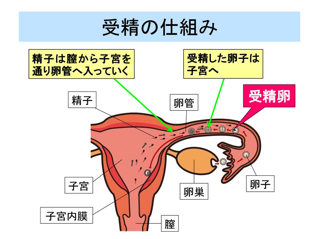 受精の仕組み 受精卵 精子は膣から子宮を通り卵管へ入っていく 受精した卵子は子宮へ 精子 卵管 卵子 子宮 卵巣 子宮内膜 膣