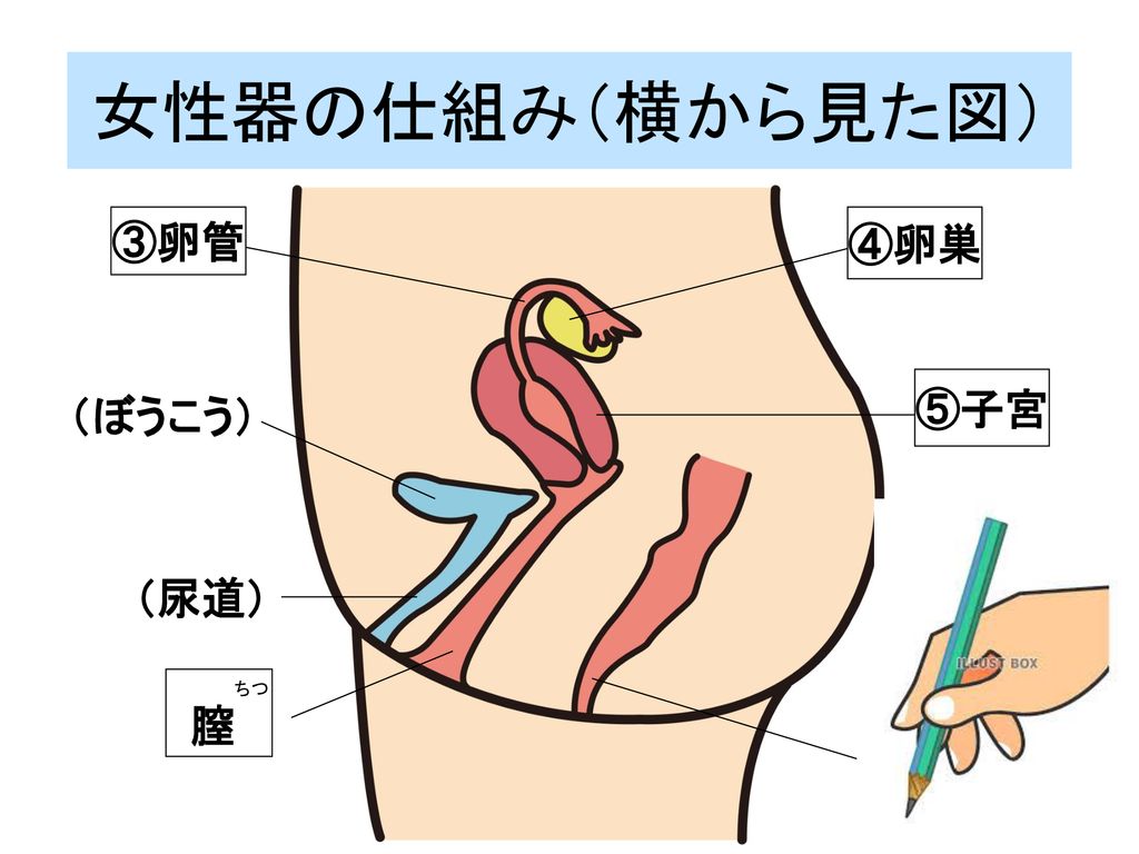 女性器の仕組み（横から見た図） ③卵管 ④卵巣 ⑤子宮 （ぼうこう） （尿道） 膣 （こう門）