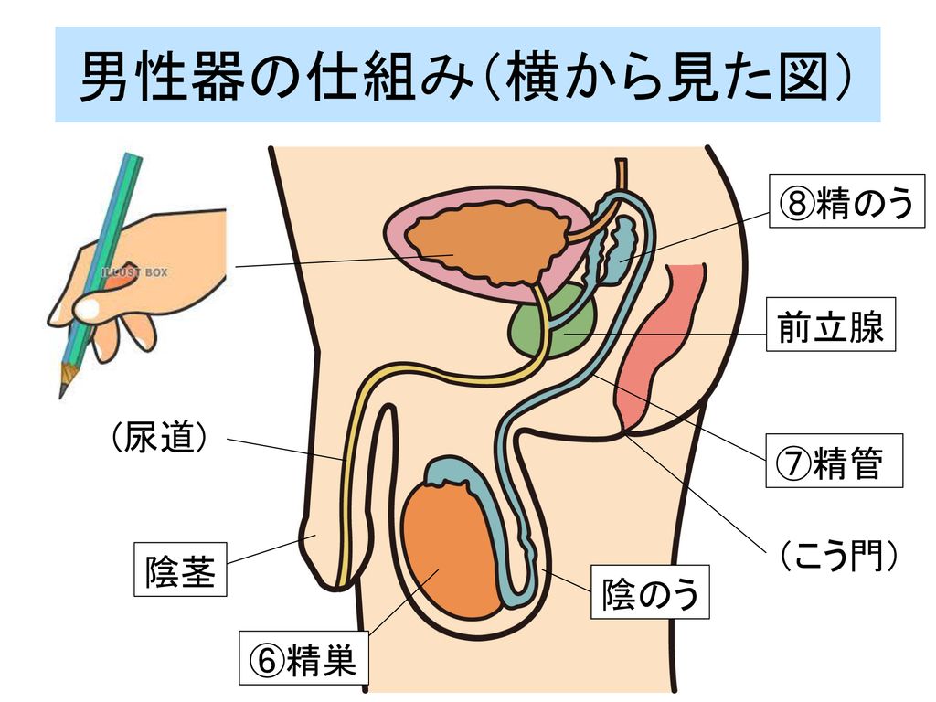 男性器の仕組み（横から見た図） ⑧精のう (ぼうこう) 前立腺 (尿道) ⑦精管 （こう門） 陰茎 陰のう ⑥精巣