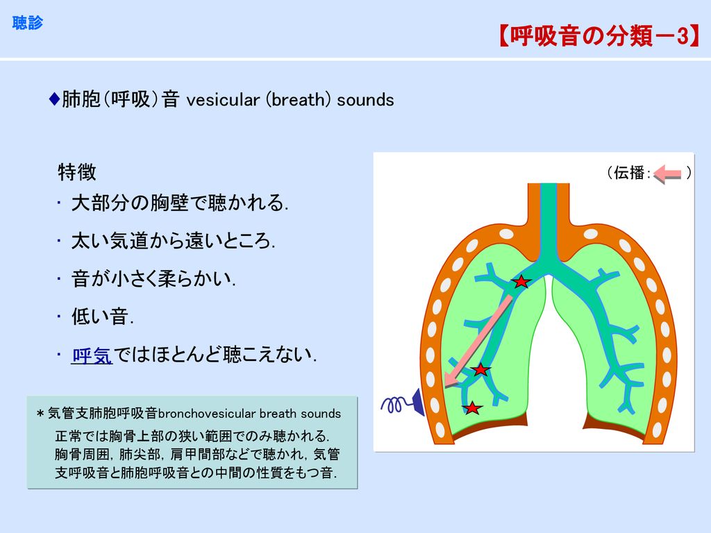 【呼吸音の分類－3】 肺胞（呼吸）音 vesicuｌar (breath) sounds 特徴 大部分の胸壁で聴かれる．