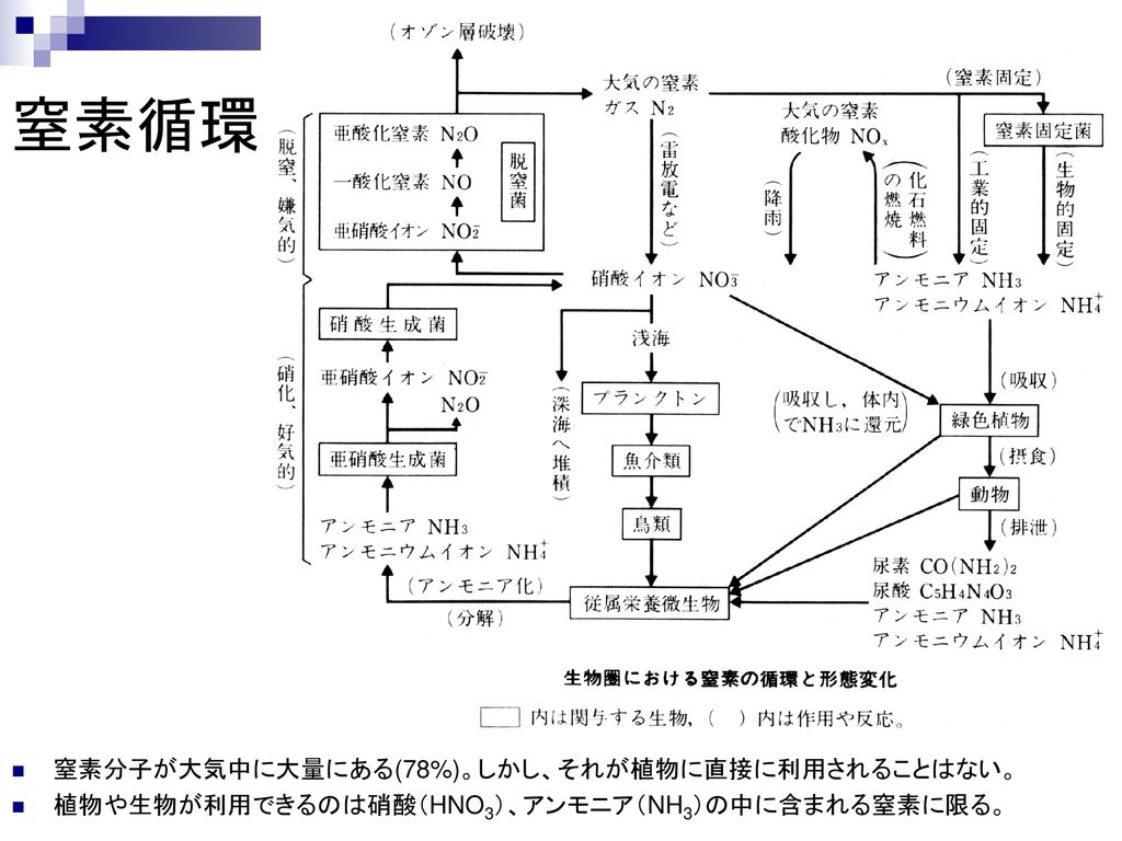 第８回 エコシステムにおける物質循環 水の循環 炭素循環 窒素循環 物質循環と水汚染 Ppt Download