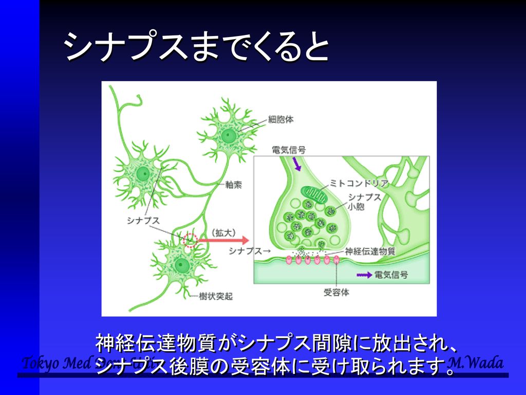 個体と多様性の 生物学 第11回 外界の刺激の受容 和田 勝 東京医科歯科大学教養部 Ppt Download