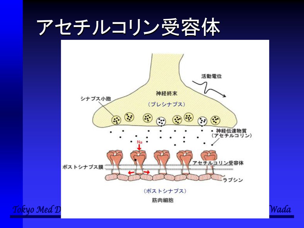 個体と多様性の 生物学 第11回 外界の刺激の受容 和田 勝 東京医科歯科大学教養部 Ppt Download