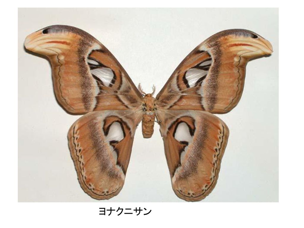 チョウ目 鱗翅目 Lepidoptera Ppt Download