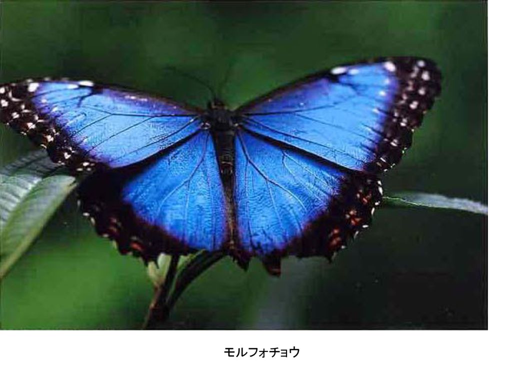 チョウ目 鱗翅目 Lepidoptera Ppt Download