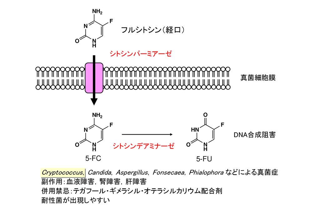 フルシトシン（経口） シトシンパーミアーゼ 真菌細胞膜 DNA合成阻害 シトシンデアミナーゼ 5-FC 5-FU