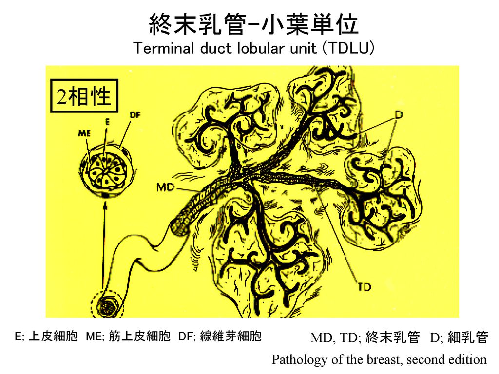 終末乳管-小葉単位 Terminal duct lobular unit (TDLU)