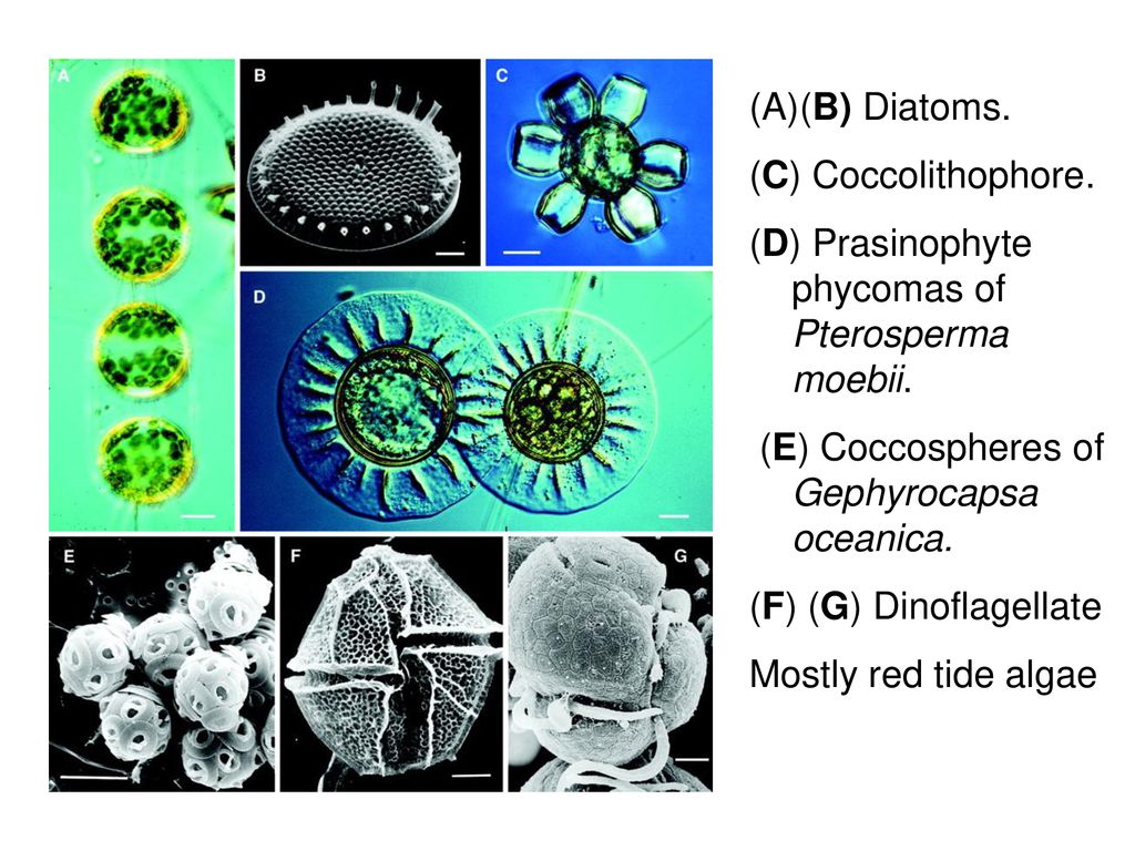 Фитопланктон дать определение. Фитопланктон тетраселмис. Фитопланктон диатомовые водоросли. Tetrahedron фитопланктон. Фитопланктон электромикроскопия.