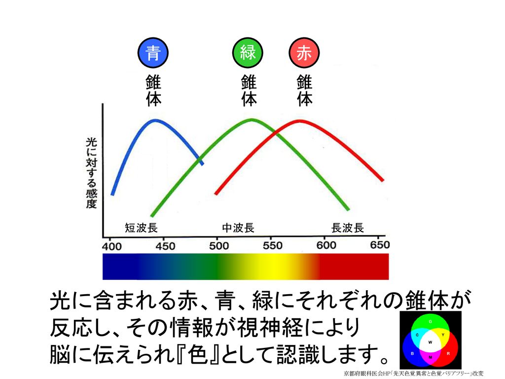 光に含まれる赤、青、緑にそれぞれの錐体が反応し、その情報が視神経により 脳に伝えられ『色』として認識します。
