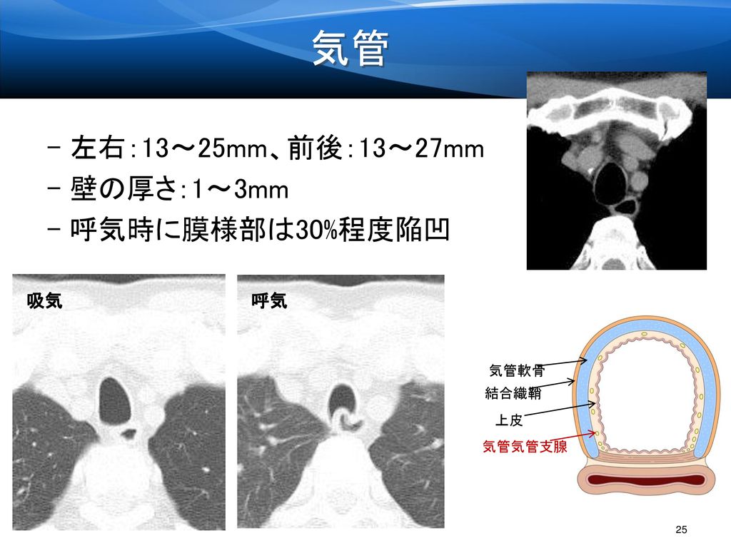 気管 左右：13～25mm、前後：13～27mm 壁の厚さ：1～3mm 呼気時に膜様部は30%程度陥凹 吸気 呼気 気管軟骨 結合織鞘 上皮