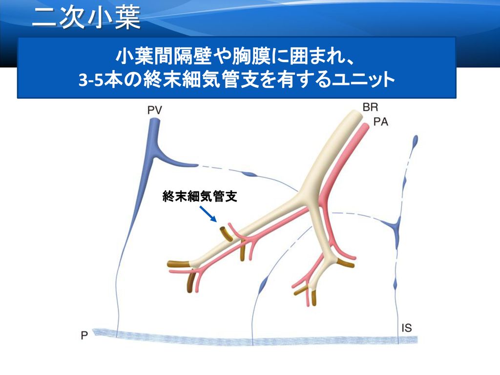 二次小葉 小葉間隔壁や胸膜に囲まれ、 3-5本の終末細気管支を有するユニット 終末細気管支