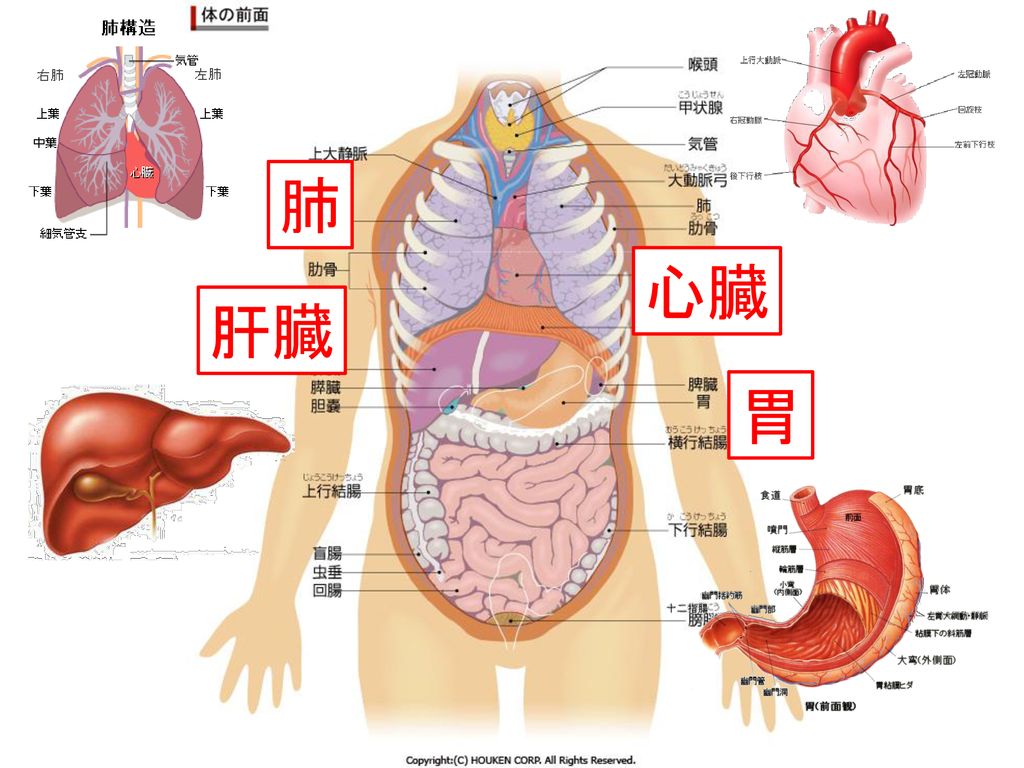 中耳真珠腫の病態と治療 １ 臨床項目 ２ 発症 進展機序 ３ 将来の治療 予防 戦略 病態 成績 術後経過 適切な術式選択 臨床 基礎的検討 Ppt Download