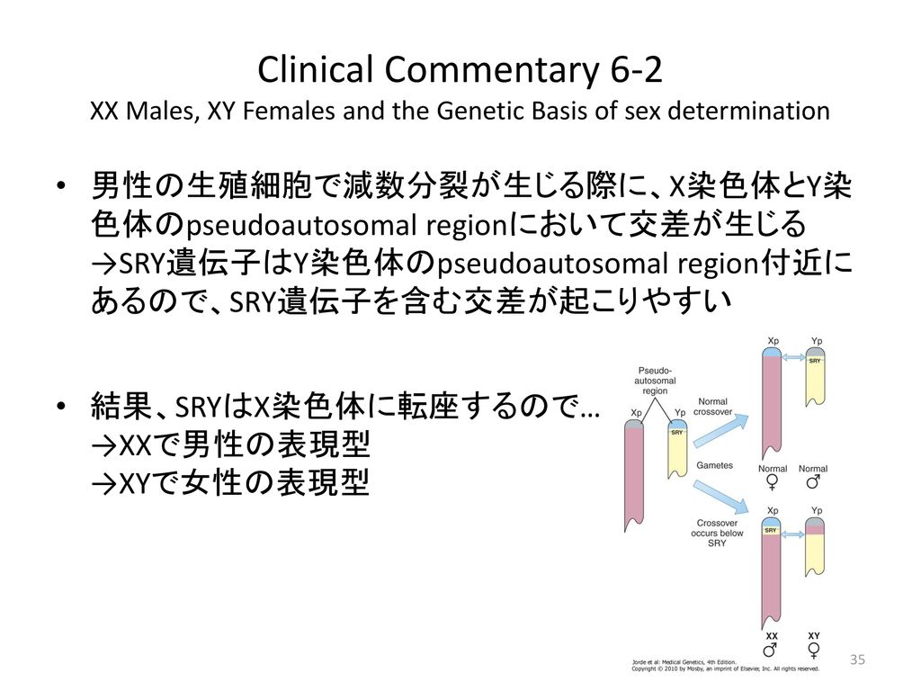 Clinical Commentary 6-2 XX Males, XY Females and the Genetic Basis of sex determination