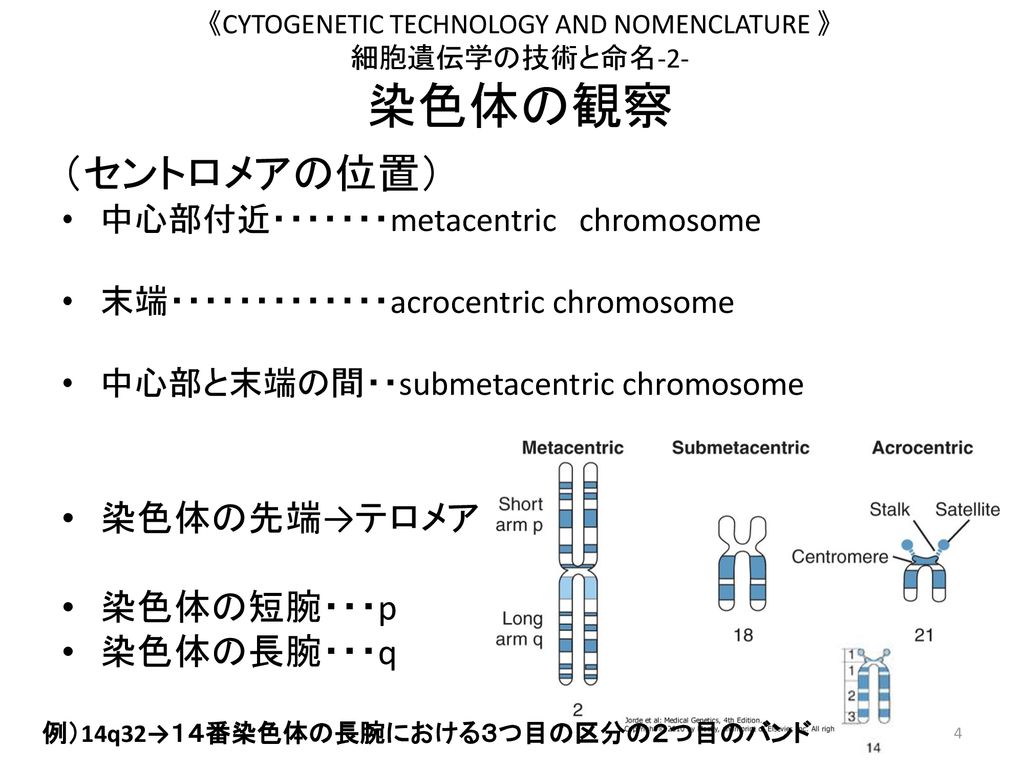 《CYTOGENETIC TECHNOLOGY AND NOMENCLATURE 》 細胞遺伝学の技術と命名-2- 染色体の観察