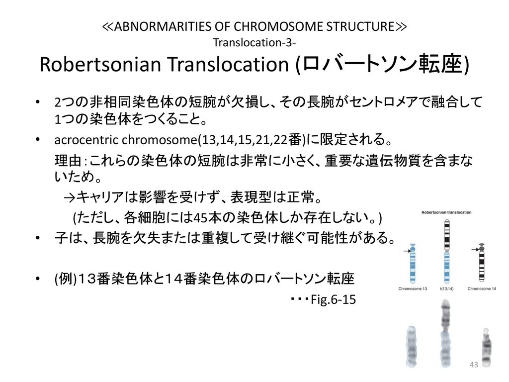 ≪ABNORMARITIES OF CHROMOSOME STRUCTURE≫ Translocation-3- Robertsonian Translocation (ロバートソン転座)